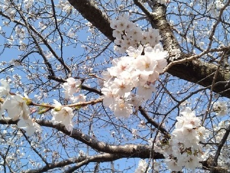 桜